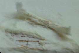 wet rot by poria valantii